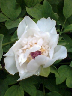 IMG0338A.JPG