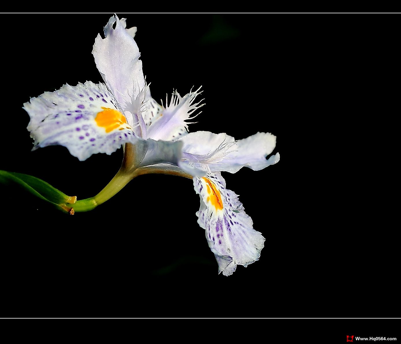 IMG_8203a.jpg