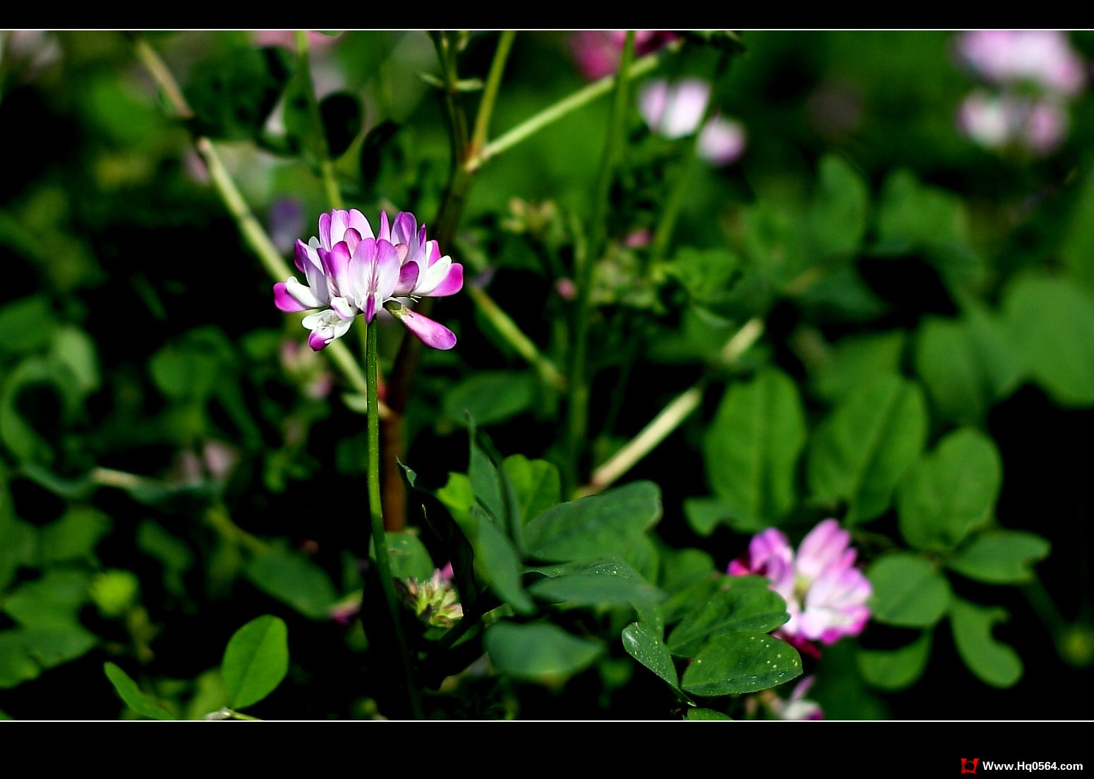 IMG_7381.jpg