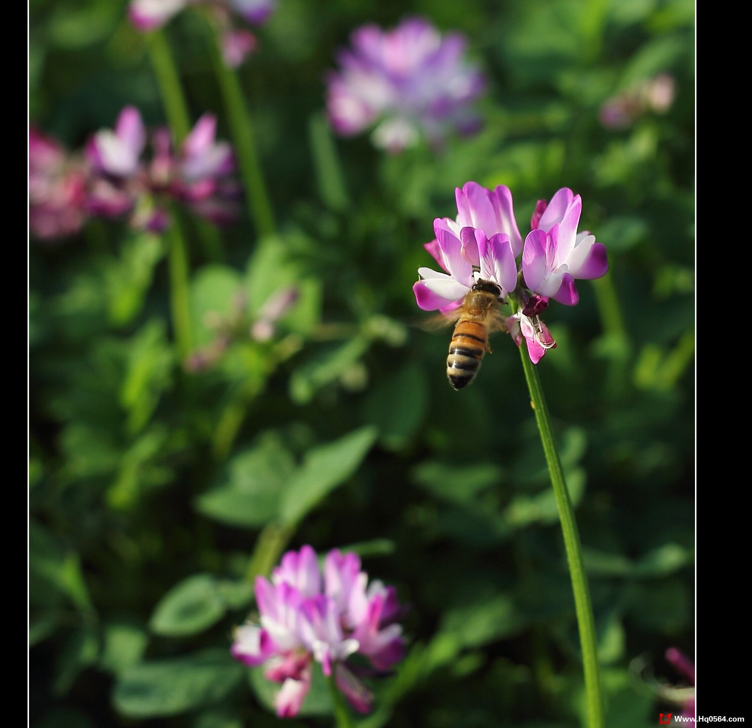 IMG_7547a.jpg