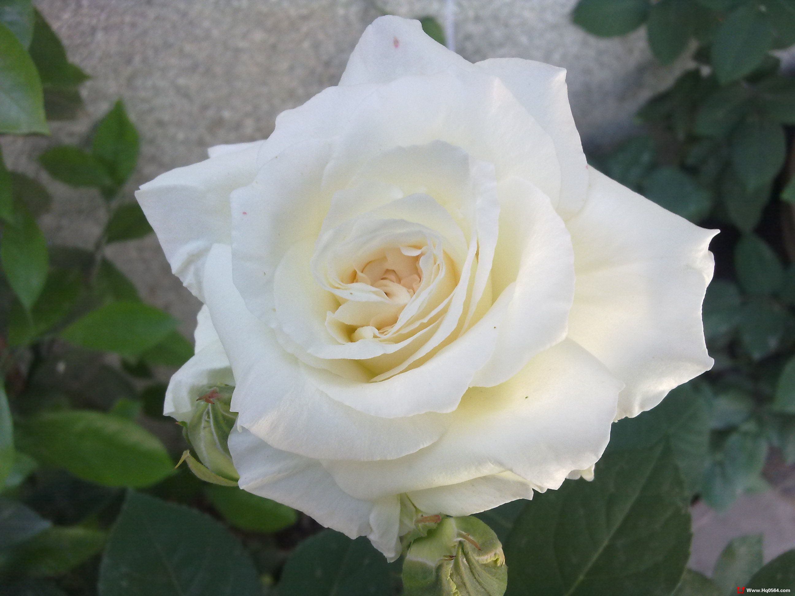 20110505050.jpg