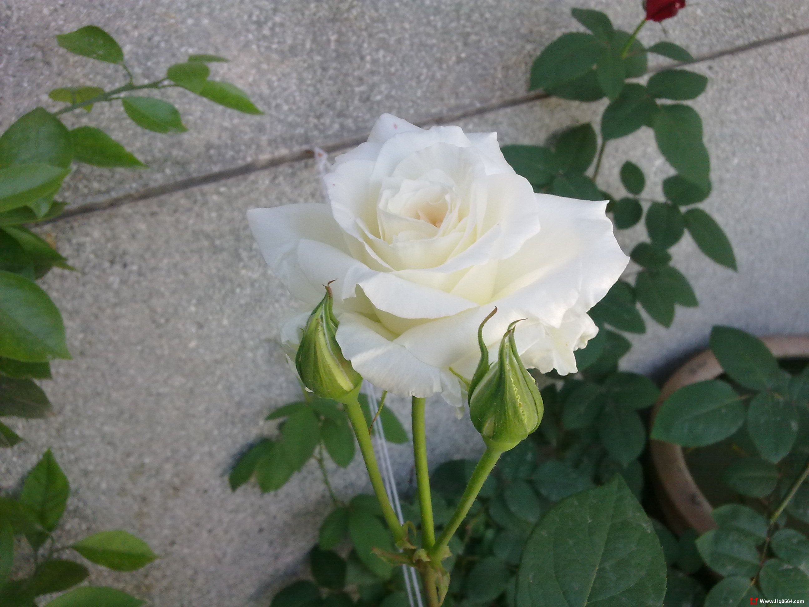 20110505051.jpg
