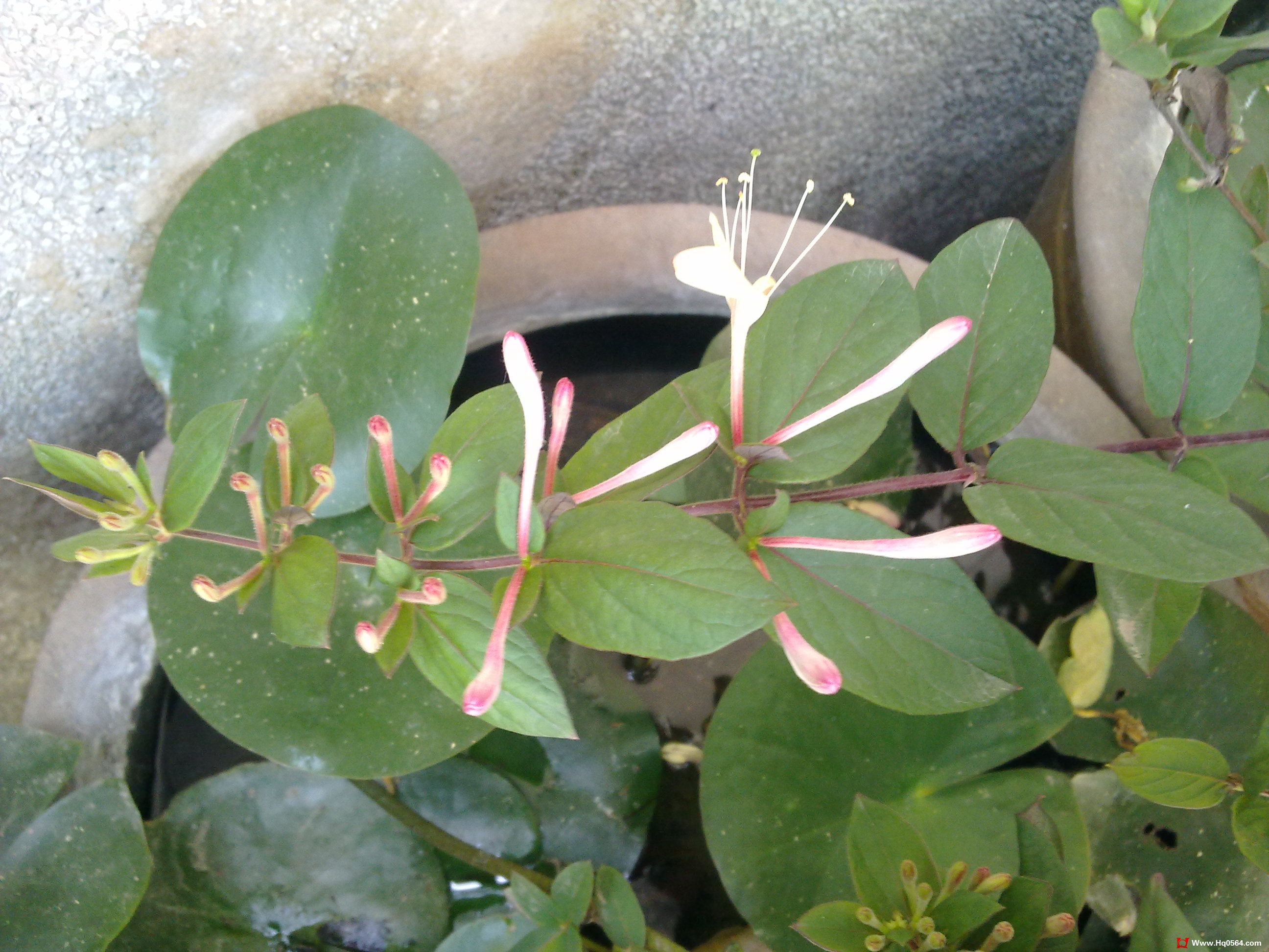 20110505055.jpg