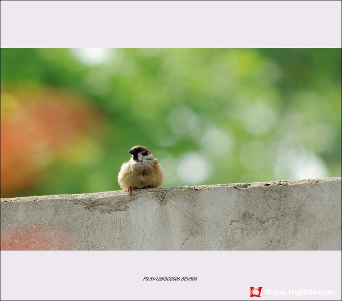 IMGP7815.jpg
