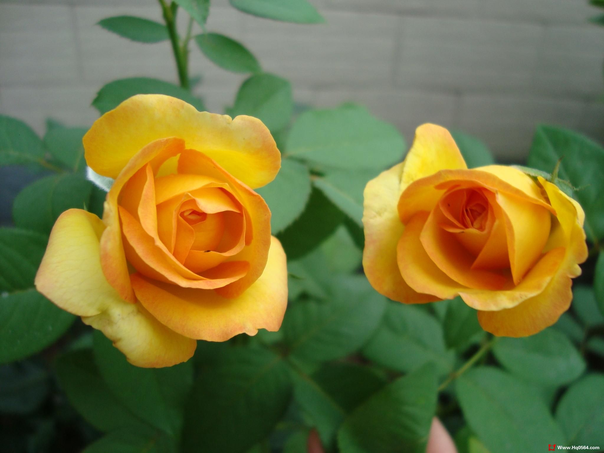 DSC00413.JPG