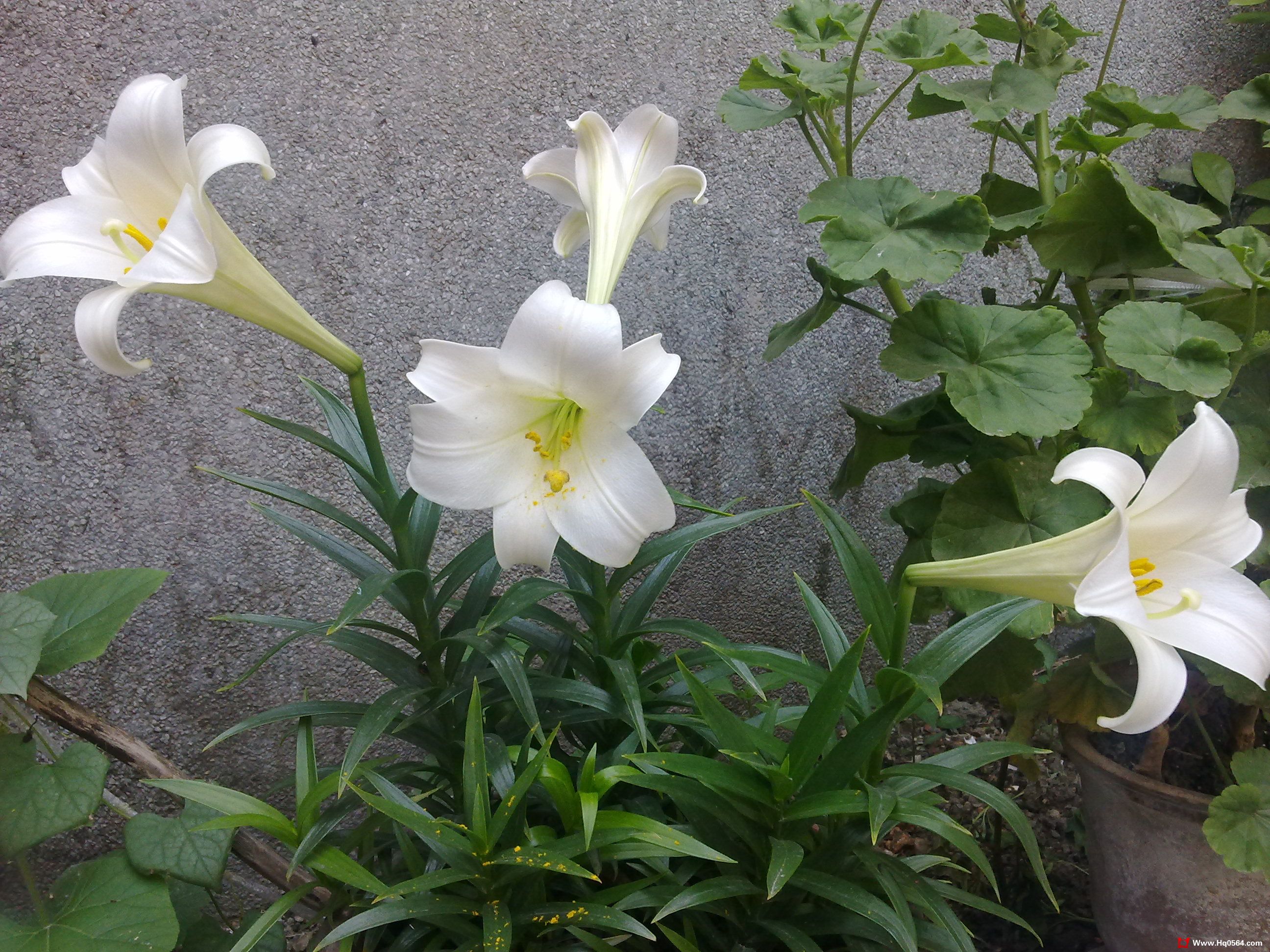 20110527097.jpg