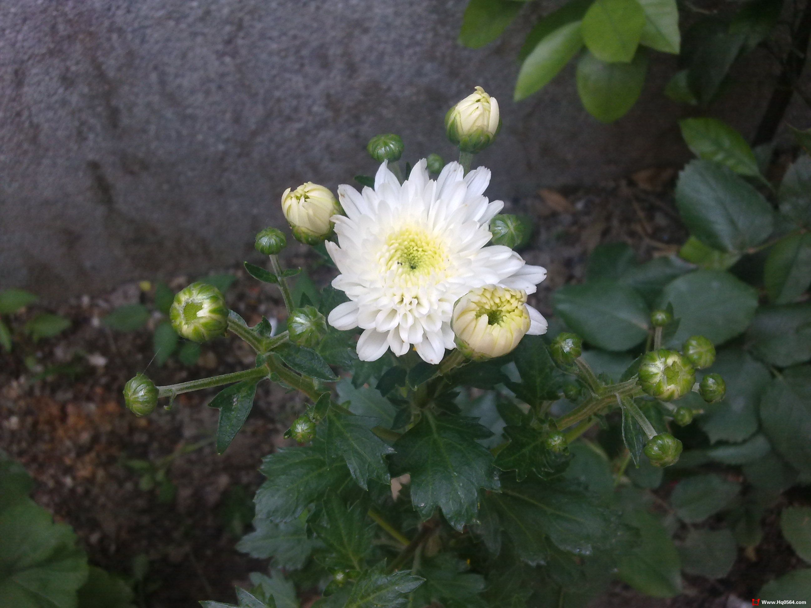 20110527101.jpg