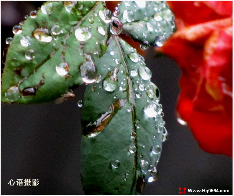 Ҷ�ӵĵ���2.jpg