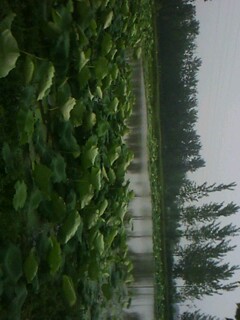 IMG0087A.jpg