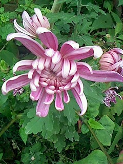 IMG1102115801.jpg