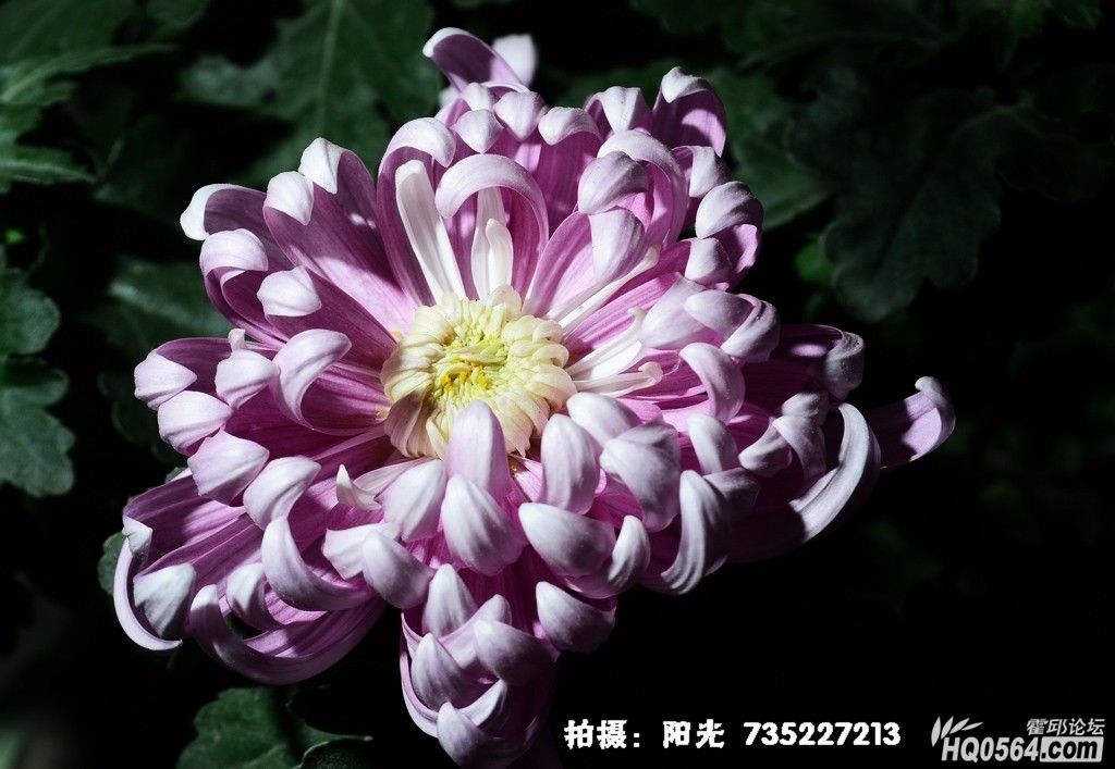 DSC_1937.JPG