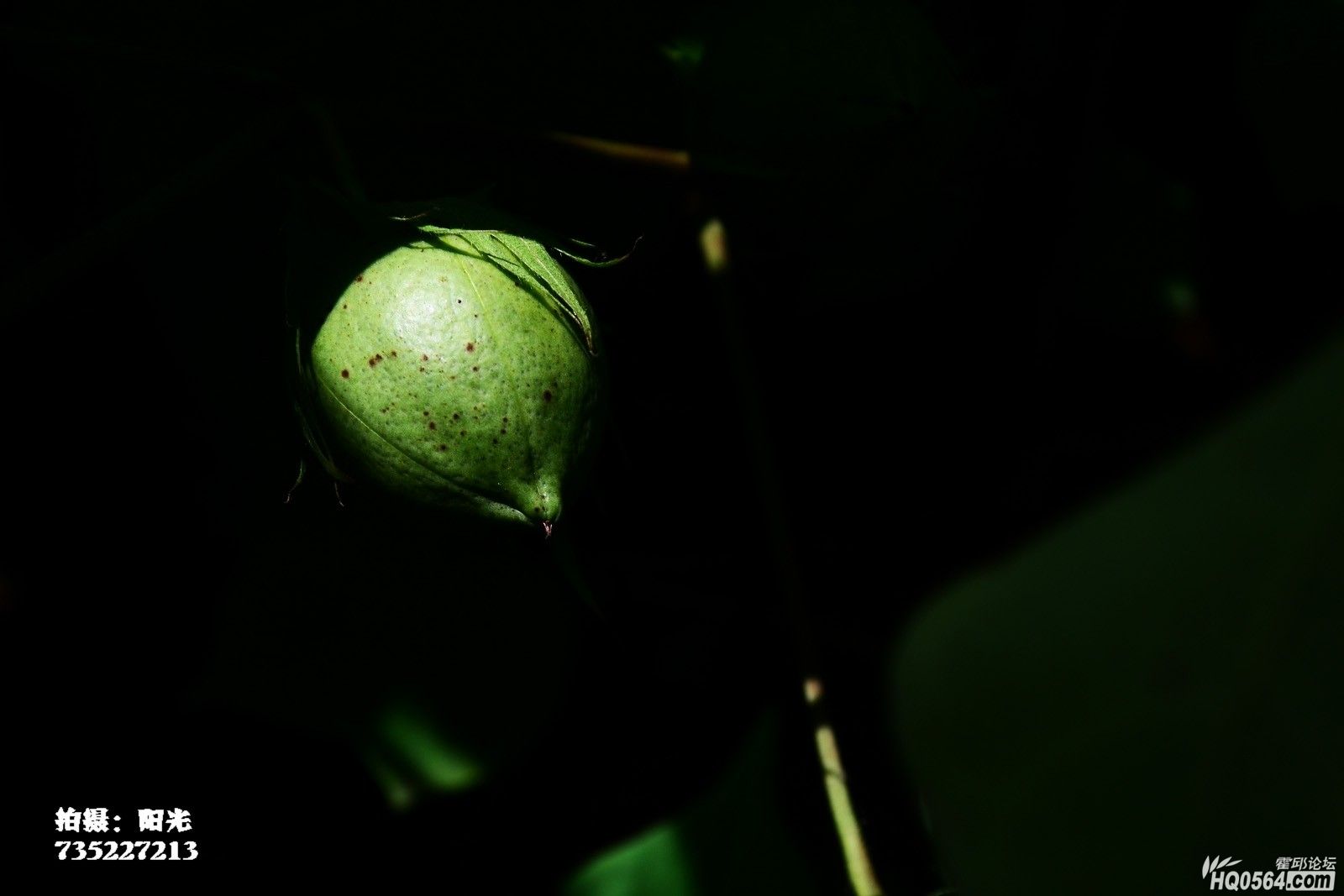DSC_7640.JPG