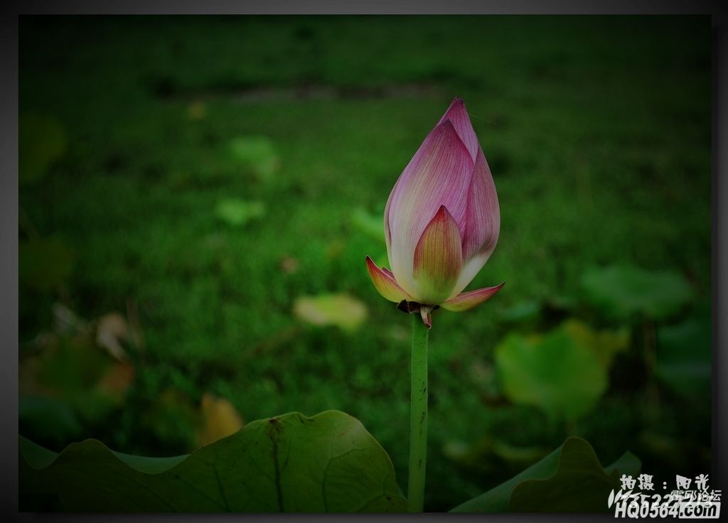 DSC_4258.JPG