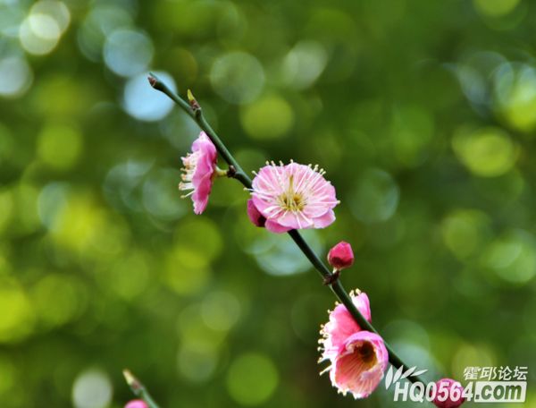 DSC_31320.jpg