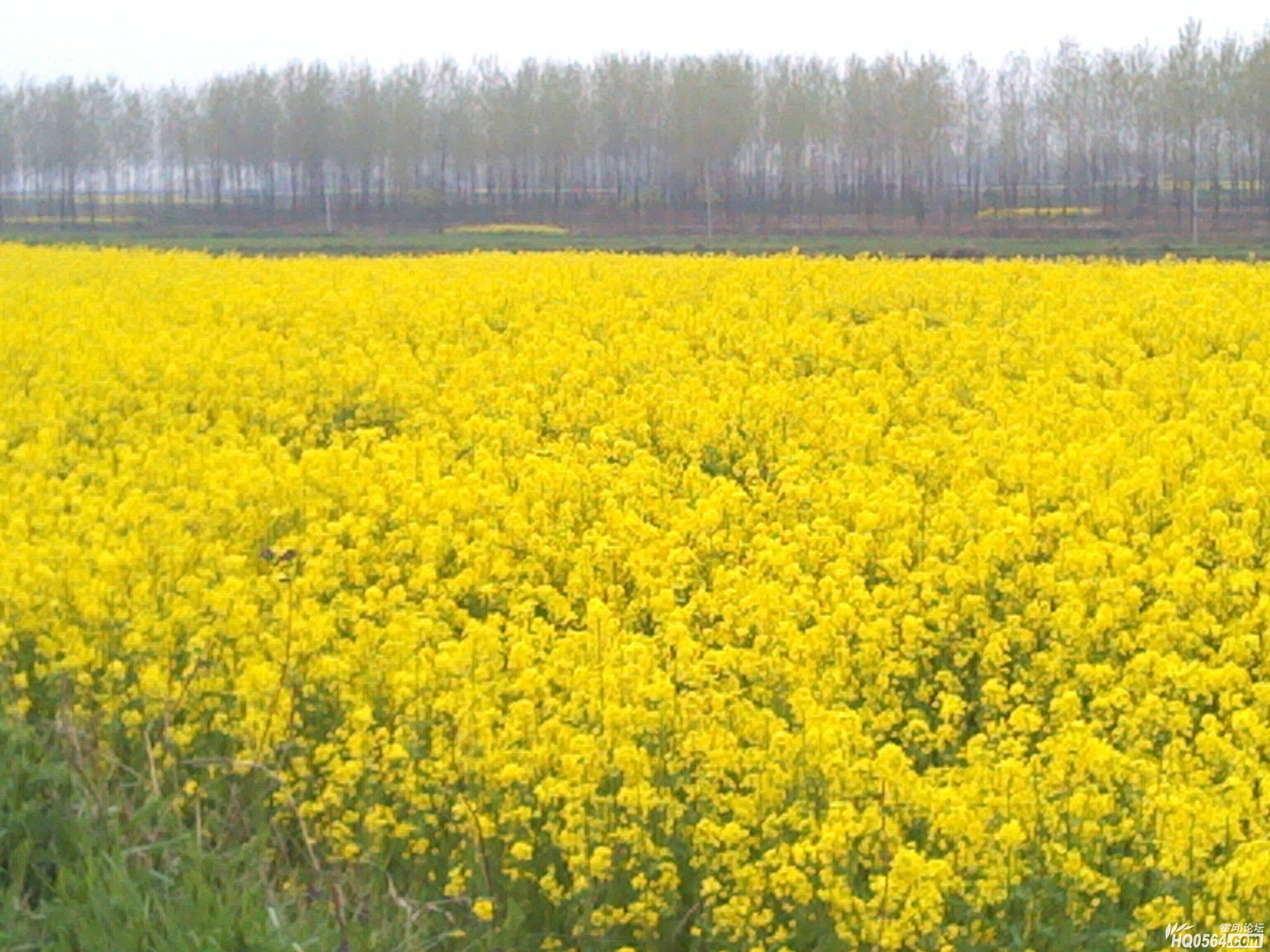 IMG_20120404_181317.jpg