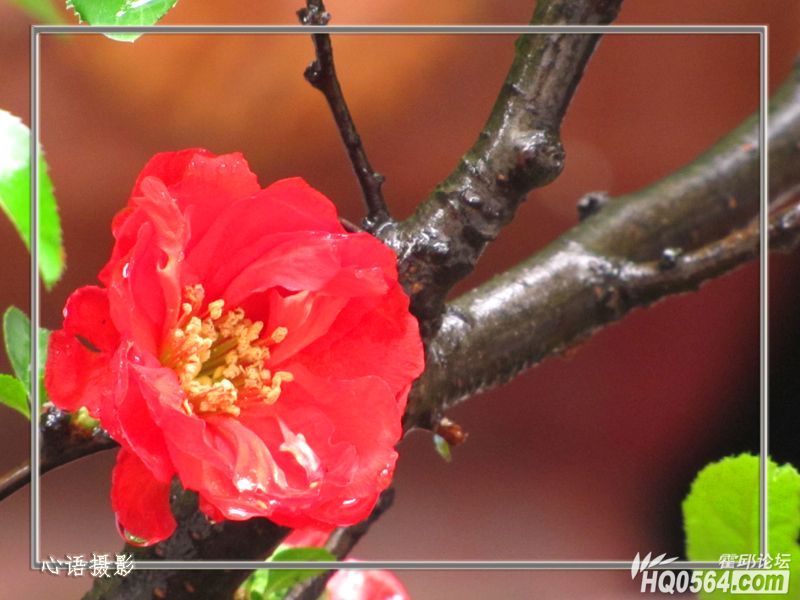 ����֦��Ҷ01.jpg