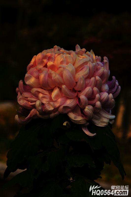 DSC08454.JPG