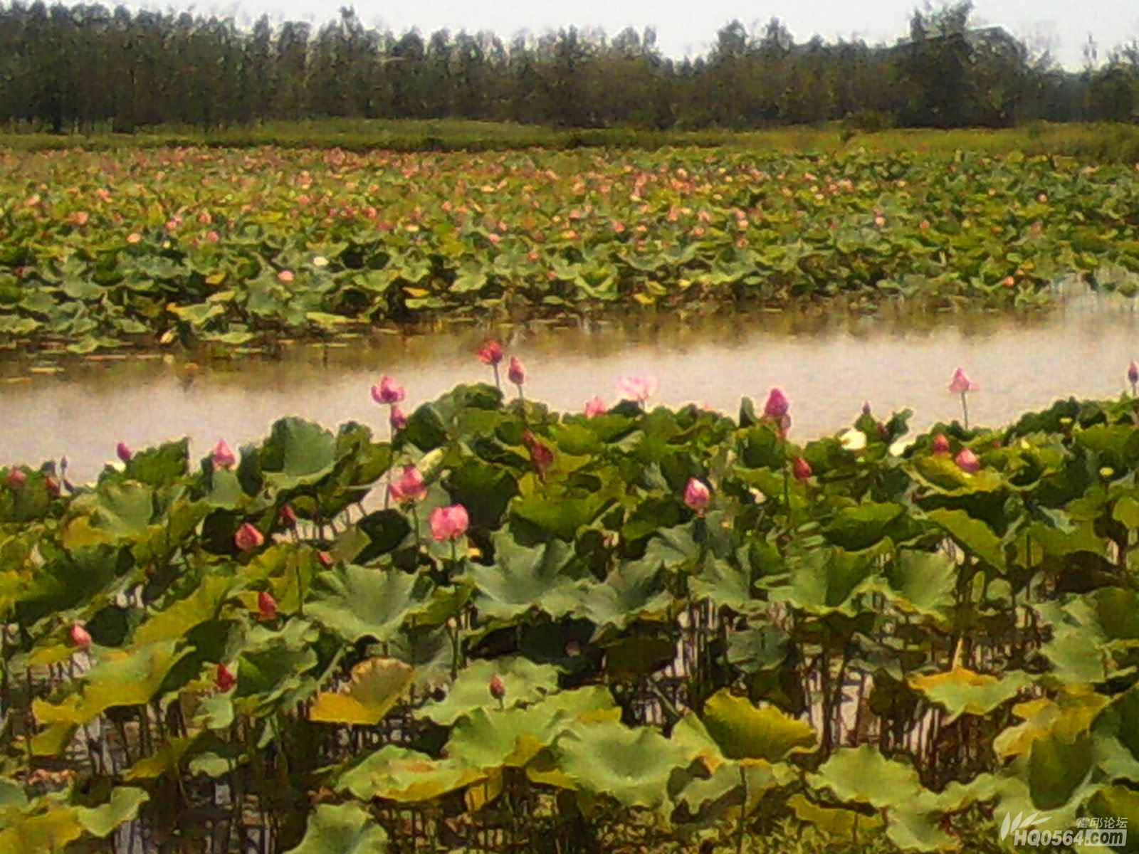 IMG_20130702_130100.jpg