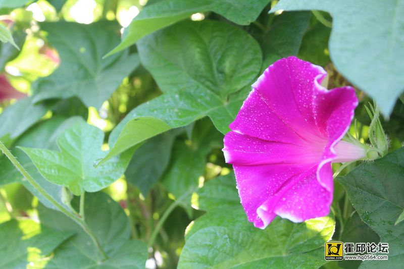 ���죬�µĿ�ʼ�����£��ҹ���ӭ���š����գ�������Ϊ��ɥ�ļ��ڣ��������ս��ҳ��״���ԭ�Ρ������߹����� ...