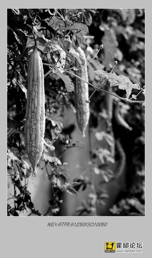 DSC00081_����.jpg