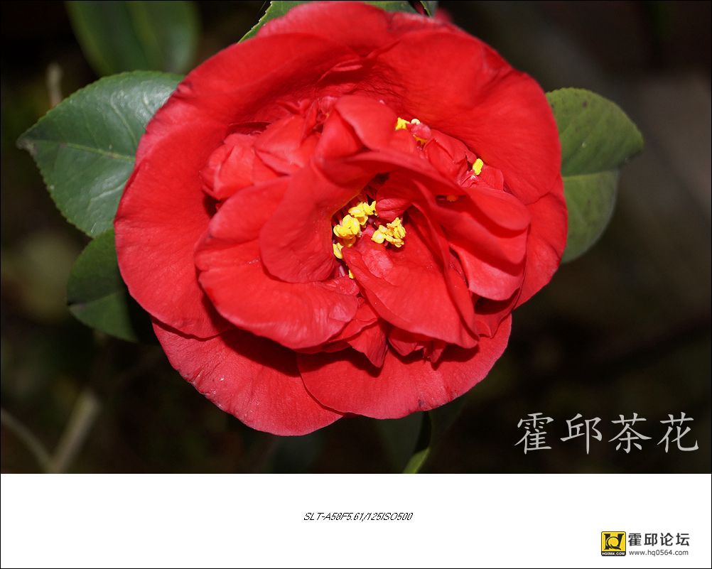 DSC05099_����.jpg