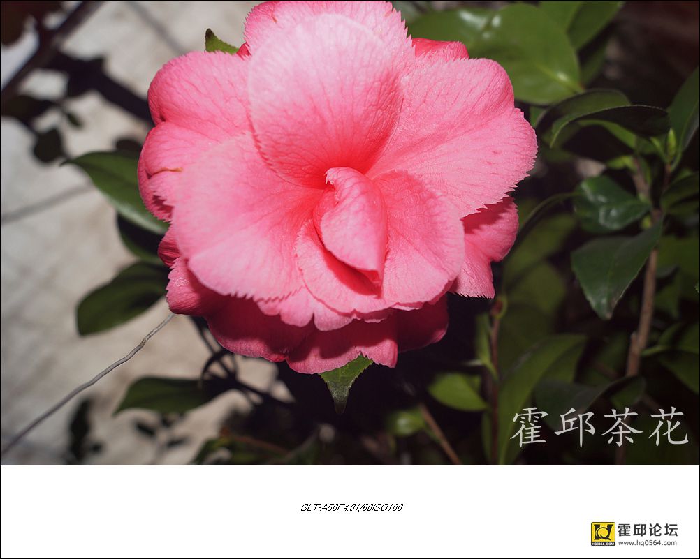 DSC05111_����.jpg