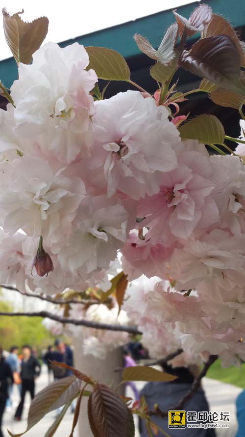 20140406_151655.jpg