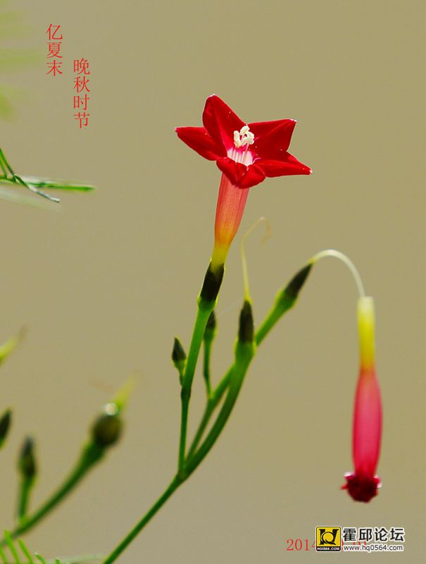 DSC08516.JPG