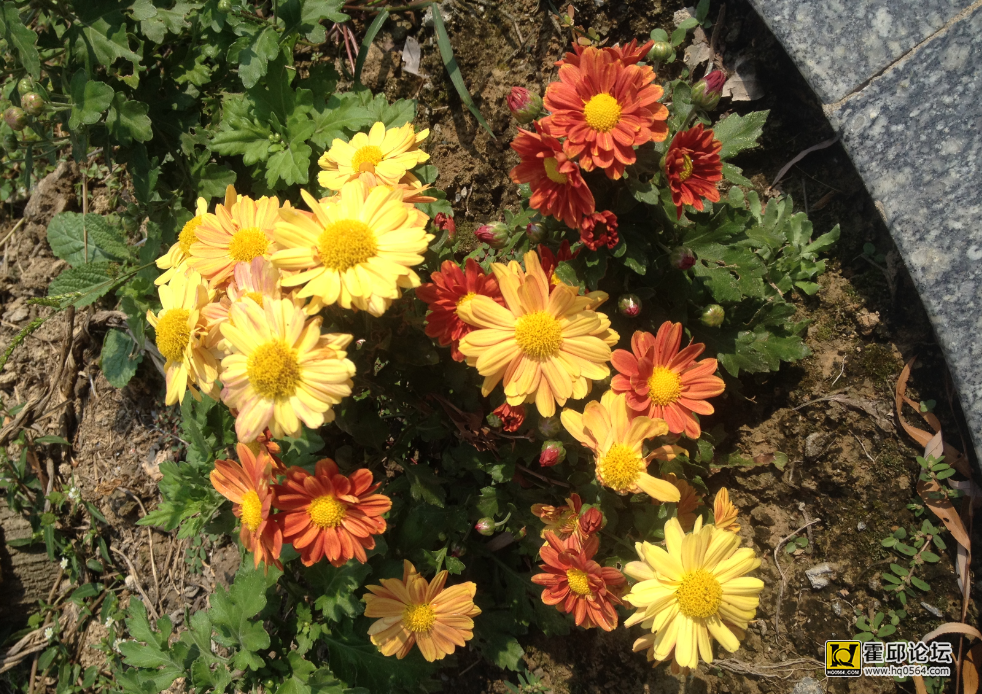 QQ��ͼ20150923101951.png