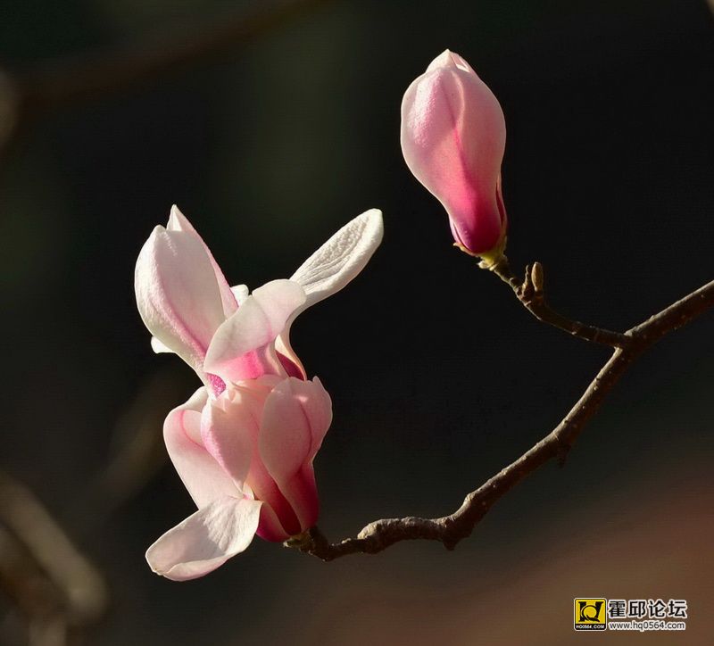 DSC_8110.JPG