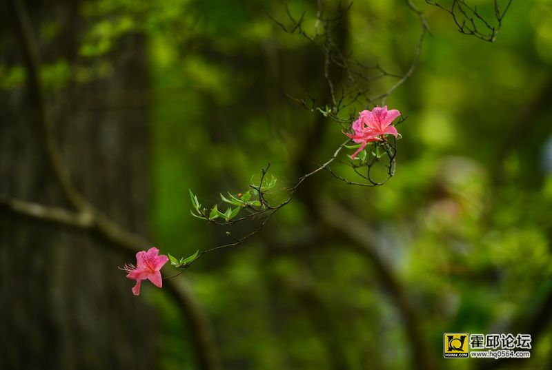 DSC_0087.JPG