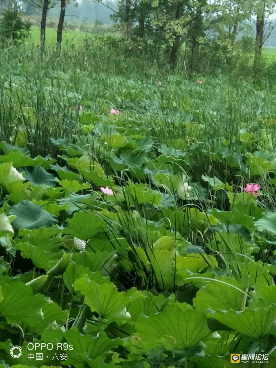 20190803_196207_1564814267582.jpg