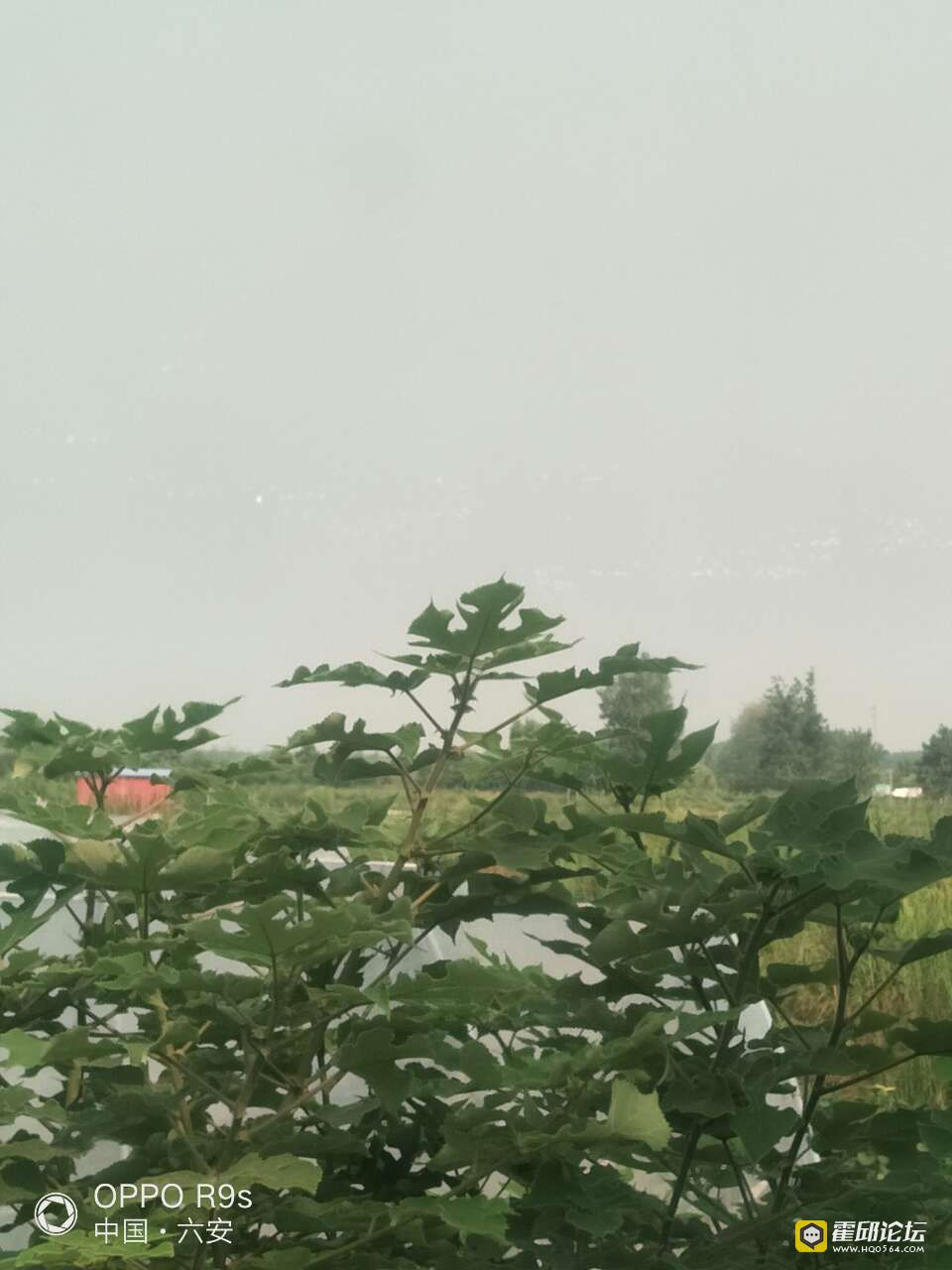 20190803_196207_1564814267942.jpg