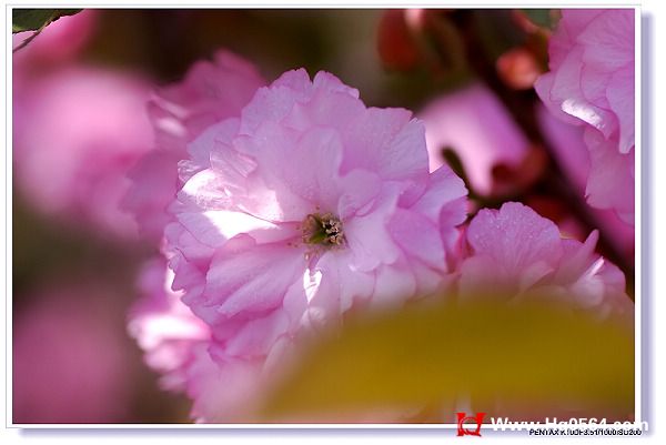 樱花影视