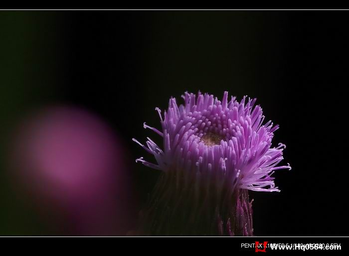 IMGP4472.jpg